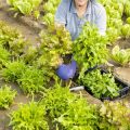 भारत के विभिन्न climatic क्षेत्रों के अनुसार बोनसाई पौधों का चयन