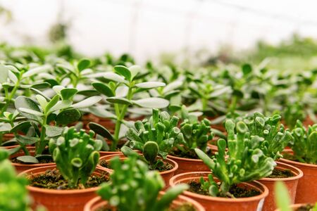 Best Aloe Vera Varieties for Indian Climate Conditions