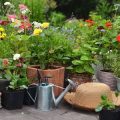Feng Shui & Vastu Tips for Indoor Plant Placement in Indian Homes