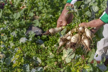 Impact of Climate Change on Potato, Onion, and Garlic Yield in India