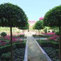 Monsoon Ornamental Plant Care: Common Issues & Desi Solutions in India