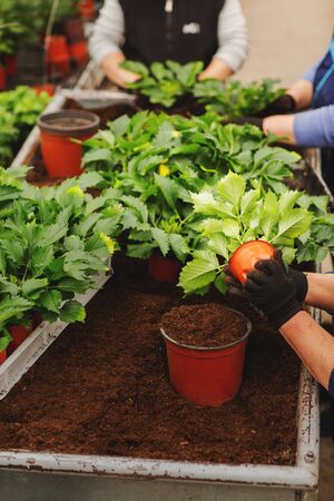 Government Schemes & Subsidies for Greenhouse Farming in India