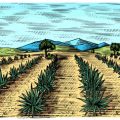 Scientific study of cow dung manure for soil health improvement: Indian case study