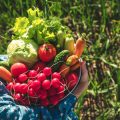 Best Monsoon Plants for Indian Gardens: Native Species & Local Choices