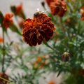 Importance of Marigold & Tulsi Decoration in Indian Temples