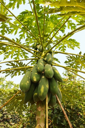 Traditional Indian Ways to Grow Papaya in Pots at Home