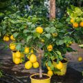 Local Challenges & Solutions for Growing Mango & Lemon Trees at Home in India