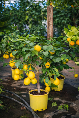 Local Challenges & Solutions for Growing Mango & Lemon Trees at Home in India