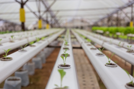 Hydroponics Business Opportunities for Indian Youth Entrepreneurship