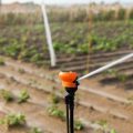 Drip Irrigation Cost Analysis: Small, Medium & Large Indian Farmers Guide