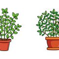 Medicinal Indian Herbs for Home and How to Grow Them