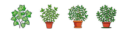 Medicinal Indian Herbs for Home and How to Grow Them