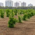 Environmental Issues & Solutions of Gobar Khad in Indian Public Discourse