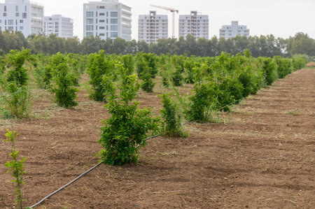 Environmental Issues & Solutions of Gobar Khad in Indian Public Discourse