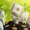 Economic Benefits of Mulching in Organic Farming: Cost and Profit Analysis in India