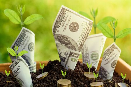 Economic Benefits of Mulching in Organic Farming: Cost and Profit Analysis in India