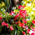 Commercial Hibiscus & Jasmine Farming in Indian Villages: Opportunities & Challenges