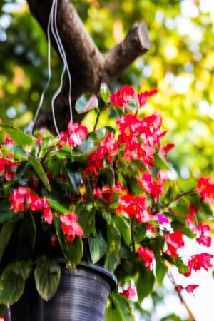 Commercial Hibiscus & Jasmine Farming in Indian Villages: Opportunities & Challenges