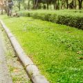 How to keep lawn grass healthy with organic methods in India