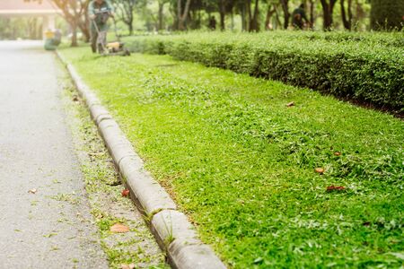 How to keep lawn grass healthy with organic methods in India