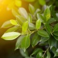 Organic Ashwagandha Farming in India: Traditional Practices and Modern Methods