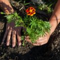 Government Schemes and Subsidies for Hibiscus and Jasmine Farming in India