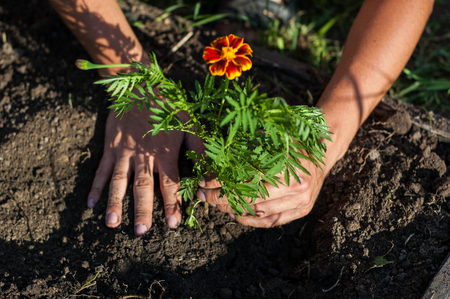 Government Schemes and Subsidies for Hibiscus and Jasmine Farming in India