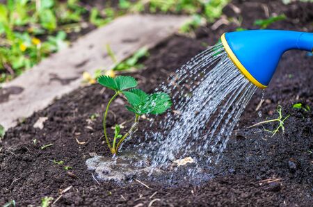 Drip Irrigation Failures: Causes & Traditional Indian Tips to Prevent Them