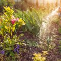 How to set up a drip irrigation system in your home garden in India