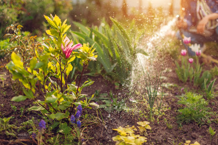 How to set up a drip irrigation system in your home garden in India