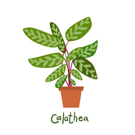 Shade-Loving Balcony Plants Perfect for Indian Settings