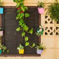Top Balcony Plants for India: Shade & Sun Varieties for Indian Homes