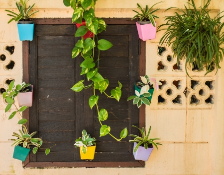 Top Balcony Plants for India: Shade & Sun Varieties for Indian Homes