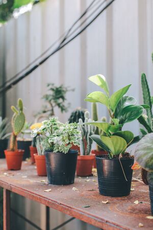 Best Tips for Picking & Caring for Plant Pots in Indian Homes