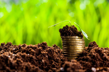 Money Plant Seeds, Cuttings, and Planting Process: Complete Guide in Hindi